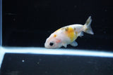 Baby Ranchu  Calico 3 Inch (ID#1115R9c-39) Free2Day SHIPPING