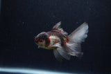 Baby Thai Oranda  Panda 3.5 Inch (ID#1210ToPTA-30) Free2Day SHIPPING