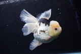 Jumbo Thai Oranda  Panda 6 Inch (ID#311To5b-121)