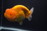 Jumbo Lionchu  Red White 5.5 Inch (ID#0107R12a-20)