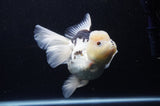 Jumbo Thai Oranda  Panda 6 Inch (ID#311To5b-121)