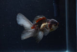 Baby Thai Oranda  Panda 3.5 Inch (ID#1210ToPTA-30) Free2Day SHIPPING