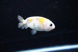 Baby Ranchu  Calico 3 Inch (ID#1115R9c-39) Free2Day SHIPPING