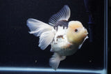 Jumbo Thai Oranda  Panda 6 Inch (ID#311To5b-121)