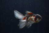 Baby Thai Oranda  Panda 3.5 Inch (ID#1210ToPTA-30) Free2Day SHIPPING