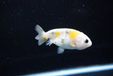 Baby Ranchu  Calico 3 Inch (ID#1115R9c-39) Free2Day SHIPPING