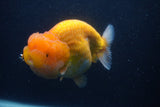 Jumbo Lionchu  Red White 5.5 Inch (ID#0107R12a-20)