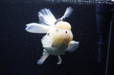 Jumbo Thai Oranda  Panda 6 Inch (ID#311To5b-121)