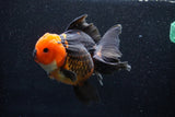 Thai Oranda  Tricolor 6 Inch (ID#1018To6b-116)