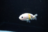 Baby Ranchu  Calico 3 Inch (ID#1115R9c-39) Free2Day SHIPPING