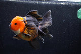 Thai Oranda  Tricolor 6 Inch (ID#1018To6c-116)