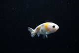 Baby Ranchu  Calico 3 Inch (ID#1115R9c-39) Free2Day SHIPPING