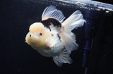Jumbo Thai Oranda  Panda 6 Inch (ID#311To5b-121)