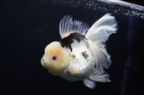 Jumbo Thai Oranda  Panda 6 Inch (ID#311To5b-121)