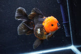 Thai Oranda  Tricolor 6 Inch (ID#1018To6c-116)