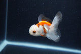 Baby Thai Oranda  Tricolor 3 Inch (ID#1210ToPTA-31) Free2Day SHIPPING