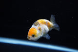 Baby Ranchu  Calico 2.5 Inch (ID#1115R9c-40) Free2Day SHIPPING