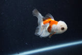 Baby Thai Oranda  Tricolor 3 Inch (ID#1210ToPTA-31) Free2Day SHIPPING