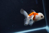 Baby Thai Oranda  Tricolor 3 Inch (ID#1210ToPTA-31) Free2Day SHIPPING