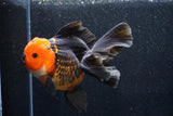 Thai Oranda  Tricolor 6 Inch (ID#1018To6c-116)