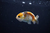 Baby Ranchu  Calico 2.5 Inch (ID#1115R9c-40) Free2Day SHIPPING