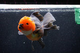 Thai Oranda  Tricolor 6 Inch (ID#1018To6b-116)