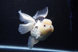 Jumbo Thai Oranda  Panda 6 Inch (ID#311To5b-121)