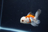 Baby Thai Oranda  Tricolor 3 Inch (ID#1210ToPTA-31) Free2Day SHIPPING