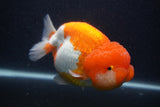 Jumbo Lionchu  Red White 5.5 Inch (ID#0107R12a-21)