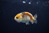 Baby Ranchu  Calico 2.5 Inch (ID#1115R9c-40) Free2Day SHIPPING