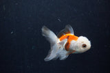 Baby Thai Oranda  Tricolor 3 Inch (ID#1210ToPTA-31) Free2Day SHIPPING