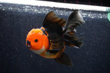 Thai Oranda  Tricolor 6 Inch (ID#1018To6b-116)