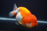 Jumbo Lionchu  Red White 5.5 Inch (ID#0107R12a-21)