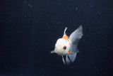 Baby Thai Oranda  Tricolor 3 Inch (ID#1210ToPTA-31) Free2Day SHIPPING