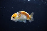 Baby Ranchu  Calico 2.5 Inch (ID#1115R9c-40) Free2Day SHIPPING