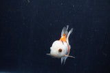 Baby Thai Oranda  Tricolor 3 Inch (ID#1210ToPTA-31) Free2Day SHIPPING