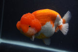 Jumbo Lionchu  Red White 5.5 Inch (ID#0107R12a-21)