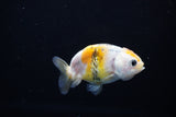 Baby Ranchu  Calico 2.5 Inch (ID#1115R9c-40) Free2Day SHIPPING