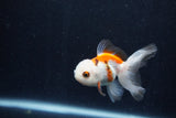 Baby Thai Oranda  Tricolor 3 Inch (ID#1210ToPTA-31) Free2Day SHIPPING