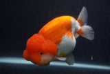 Jumbo Lionchu  Red White 5.5 Inch (ID#0107R12a-21)