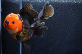 Thai Oranda  Tricolor 6 Inch (ID#1018To6b-116)