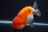 Jumbo Lionchu  Red White 5.5 Inch (ID#0107R12a-21)