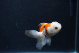 Baby Thai Oranda  Tricolor 3 Inch (ID#1210ToPTA-31) Free2Day SHIPPING