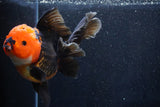 Thai Oranda  Tricolor 6 Inch (ID#1018To6c-116)