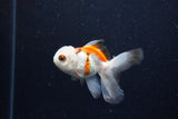 Baby Thai Oranda  Tricolor 3 Inch (ID#1210ToPTA-31) Free2Day SHIPPING