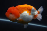 Jumbo Lionchu  Red White 5.5 Inch (ID#0107R12a-21)