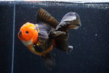 Thai Oranda  Tricolor 6 Inch (ID#1018To6c-116)