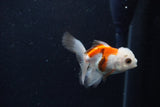 Baby Thai Oranda  Tricolor 3 Inch (ID#1210ToPTA-31) Free2Day SHIPPING