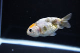 Baby Ranchu  Calico 3 Inch (ID#1115R9c-41) Free2Day SHIPPING