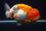 Jumbo Lionchu  Red White 5.5 Inch (ID#0107R12a-21)